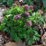 Ujjas keltike (Corydalis solida) ültetése, gondozása, szaporítása