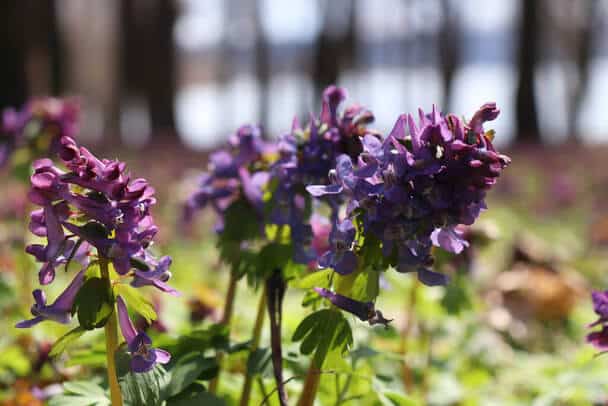 Ujjas keltike (Corydalis solida) 