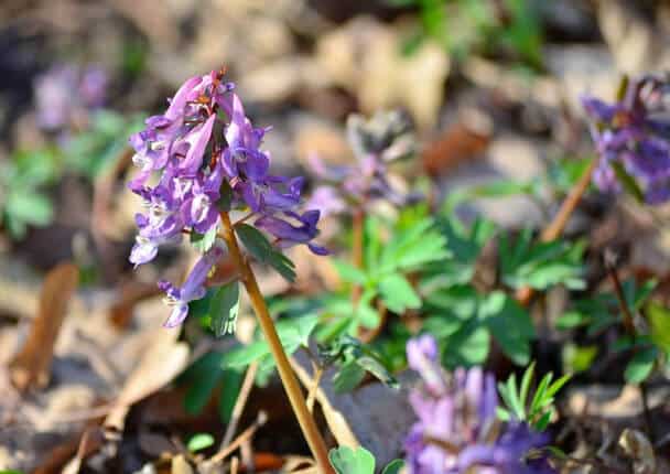 Ujjas keltike (Corydalis solida) 