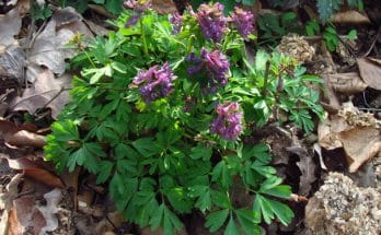 Ujjas keltike (Corydalis solida)