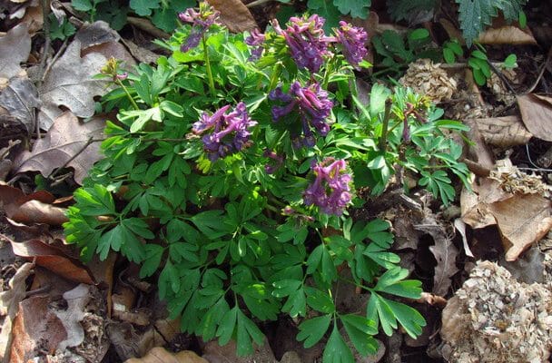 Ujjas keltike (Corydalis solida)