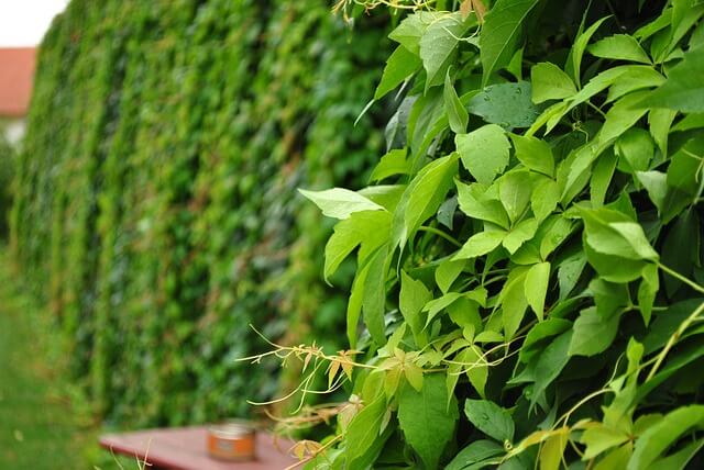 A közönséges vadszőlő (Parthenocissus inserta) jellemzése, ültetése, gondozása és szaporítása