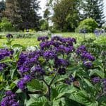 Vaníliavirág (Heliotropium arborescens) ültetése, gondozása, szaporítása