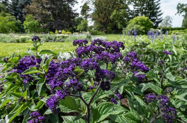 Vaníliavirág (Heliotropium arborescens)