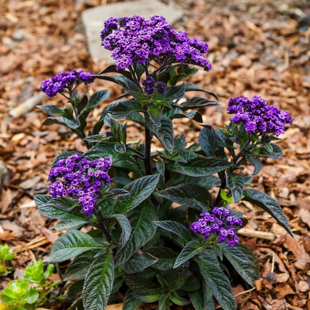 Vaníliavirág (Heliotropium arborescens) 