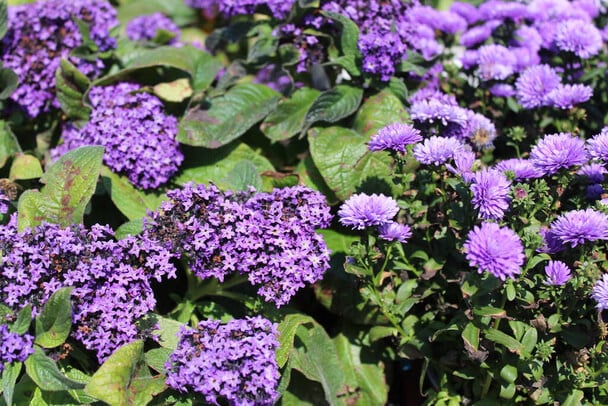 Vaníliavirág (Heliotropium arborescens) 