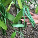 Vanília (Orchidaceae) fűszernövény