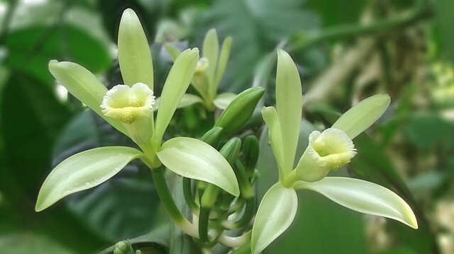 Vaníliabab virágzata