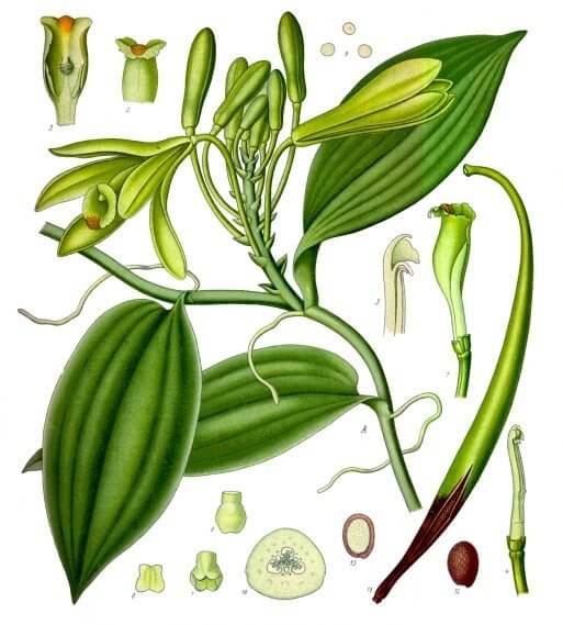 Vanília (Orchidaceae)