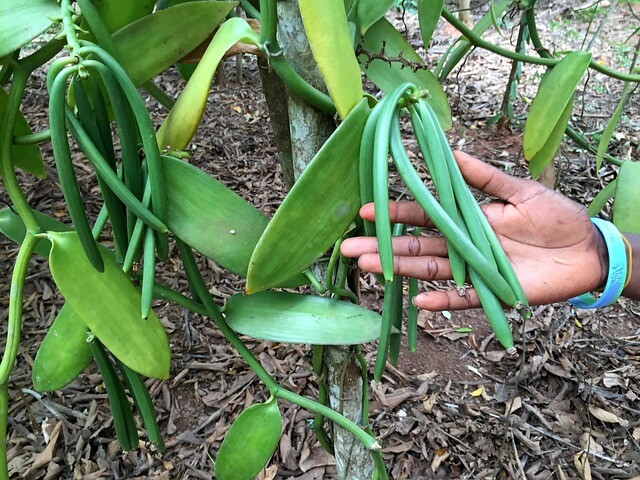 Vanília (Orchidaceae) fűszernövény