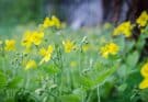 Vérehulló fecskefű (Chelidonium majus)