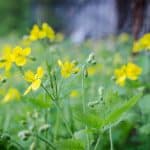 Vérehulló fecskefű (Chelidonium majus) ültetése, gondozása, szaporítása