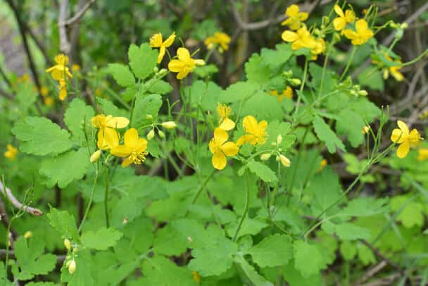 Vérehulló fecskefű (Chelidonium majus) 