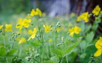 Vérehulló fecskefű (Chelidonium majus)