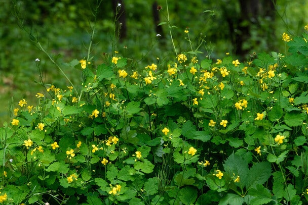 Vérehulló fecskefű (Chelidonium majus) 