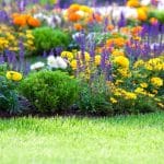 Tippek a szép és egészséges virágok és dísznövények termesztéséhez