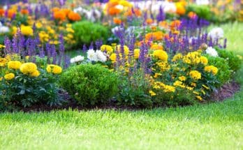 Tippek a szép és egészséges virágok és dísznövények termesztéséhez