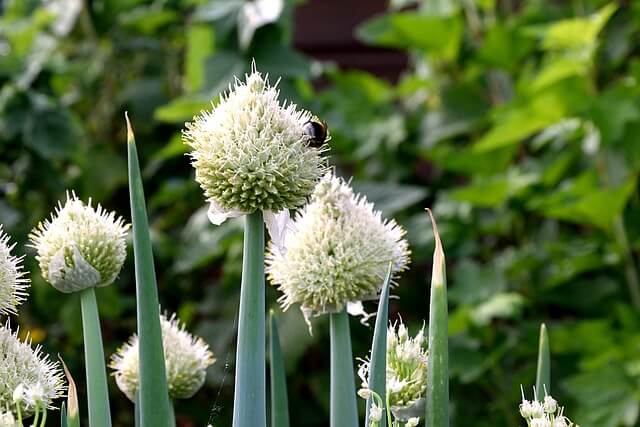 A vöröshagyma (Allium cepa) gondozása, ültetése, teleltetése és szaporítása