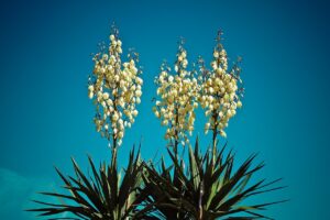 Napot szerető növények: jukka
